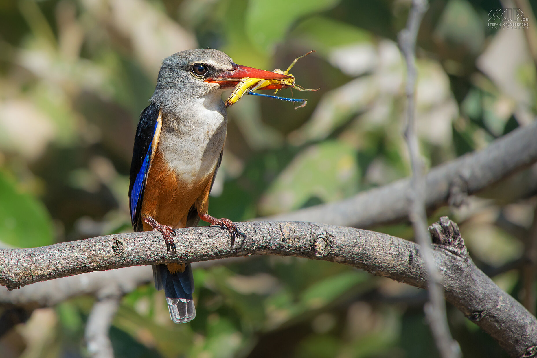 South Luangwa - Grijskopijsvogel met sprinkhaan Deze grijskopijsvogel (Grey-headed kingfisher, Halcyon leucocephala) heeft een sprinkhaan gevangen en 1 minuut later is het het insect al in z’n geheel opgegeten. We zagen deze mooie ijsvogel meerdere keren in South Luangwa, een prachtig nationaal park in Zambia. Stefan Cruysberghs